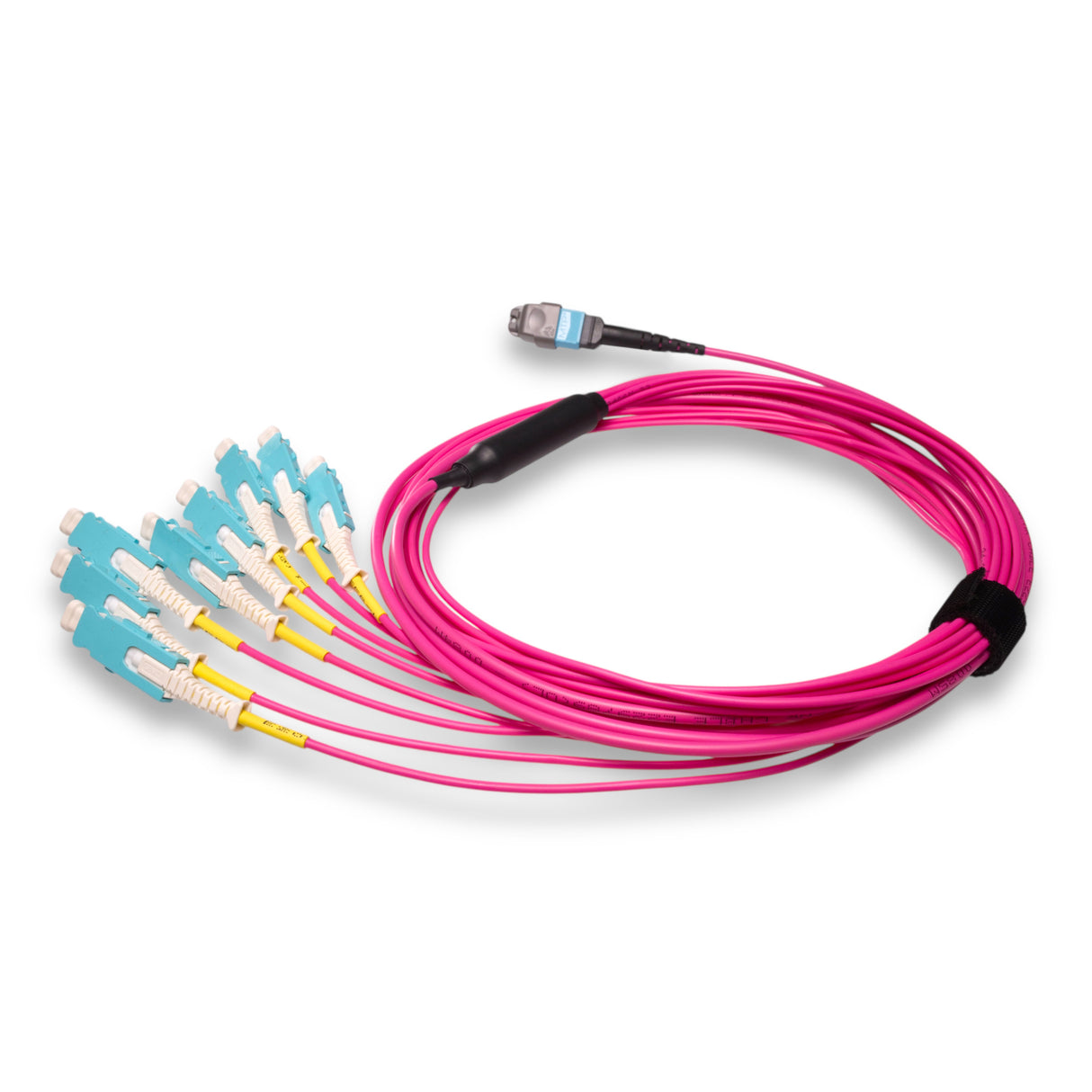 16-Fiber Non-Pinned MTP/UPC to 8 x SN/UPC Fanout Cable | Corning® ClearCurve® OM4 Multimode Optical Fiber | Crossover, Aqua MTP Connector, Aqua SN Connector, Magenta Cable Jacket | OFNR Jacket