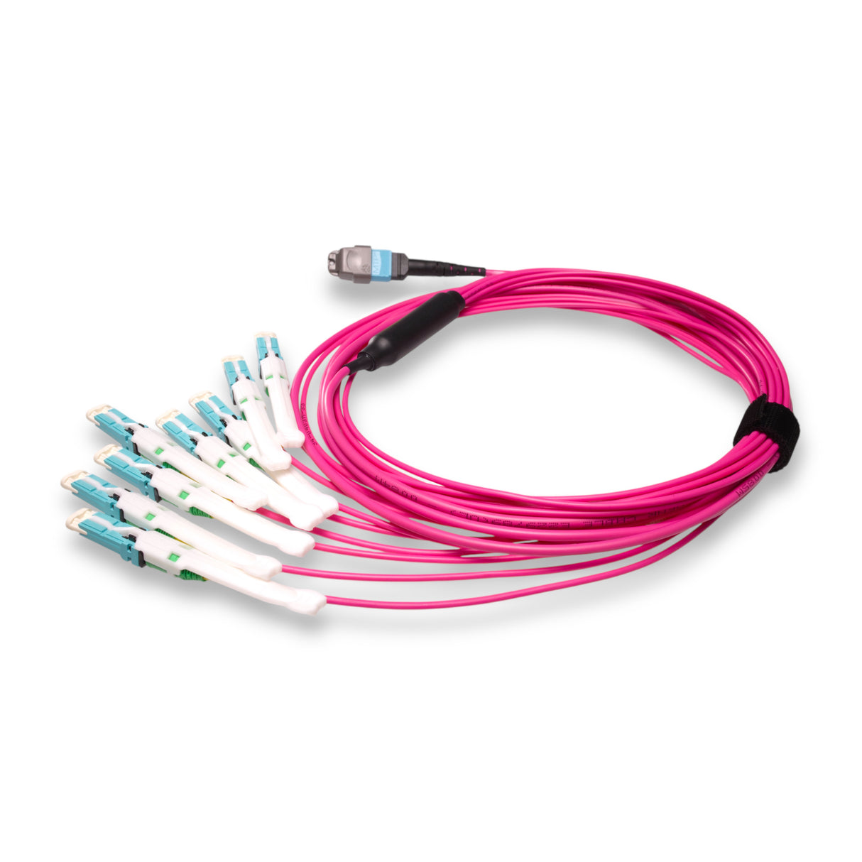 16-Fiber Non-Pinned MTP-16/UPC to  8 x CS/UPC Breakout Cable | Corning® ClearCurve® OM4 Multimode Optical Fiber | Crossover, Aqua MTP Connector, Aqua CS Connector, Magenta Cable Jacket | OFNR Jacket
