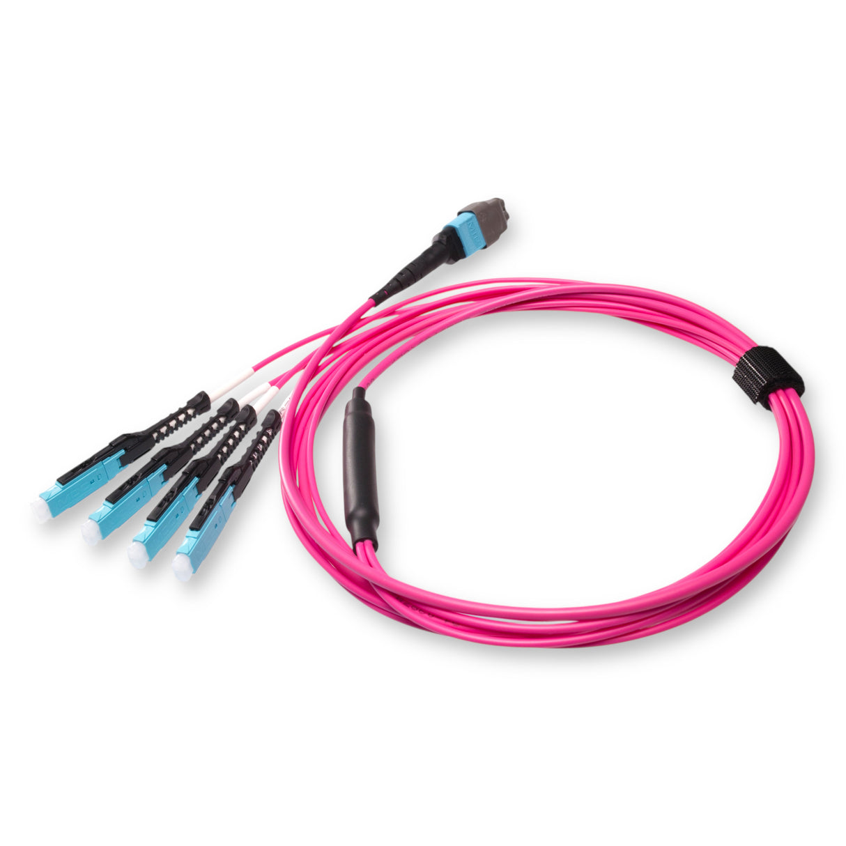 8-Fiber Non-Pinned MTP/UPC to  4 x MDC/UPC Fanout Cable | Corning® ClearCurve® OM4 Multimode Optical Fiber | Type B, Aqua MTP Connector, Aqua MDC Connector, Magenta Cable Jacket | OFNR Jacket